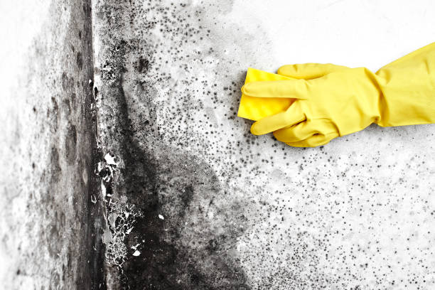 Best Local Mold Removal Service  in Laureles, TX