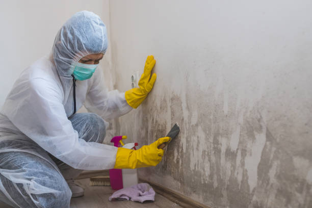 Best Mold Damage Repair  in Laureles, TX