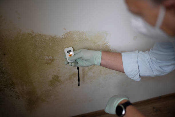 Best Mold Remediation  in Laureles, TX