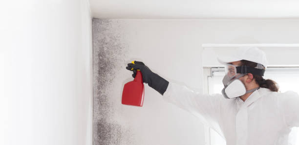 Professional Mold Removal in Laureles, TX