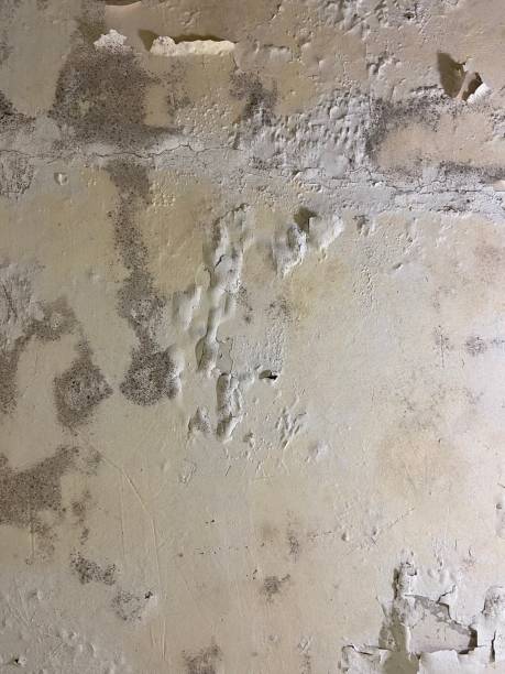 Best Emergency Mold Removal  in Laureles, TX
