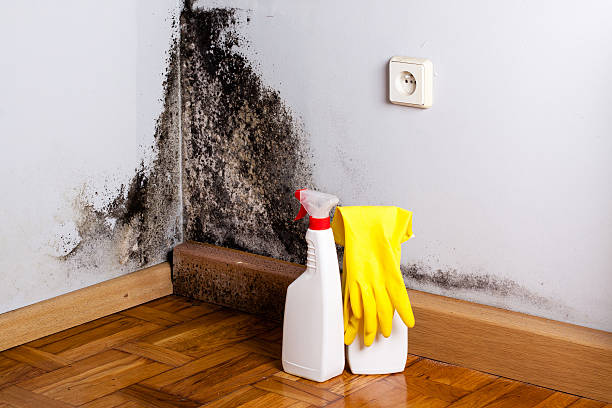 Best Mold Removal Near Me  in Laureles, TX