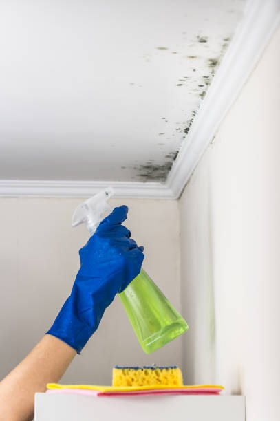 Mold Removal Process in Laureles, TX